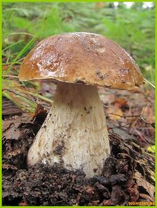Hřib smrkový - Boletus edulis Bull. 1782