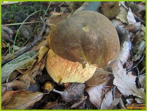 Klikni pro velký obrázek