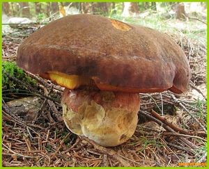 Klikni pro velký obrázek