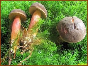 Klikni pro velký obrázek