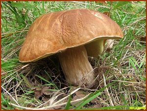 Klikni pro velký obrázek