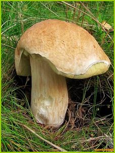 Klikni pro velký obrázek