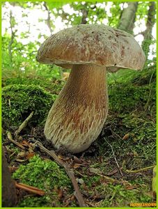 Klikni pro velký obrázek