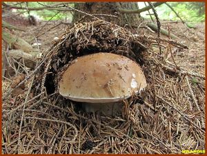 Klikni pro velký obrázek