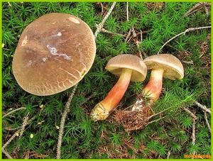 Klikni pro velký obrázek