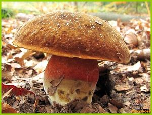 Klikni pro velký obrázek