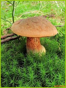 Klikni pro velký obrázek