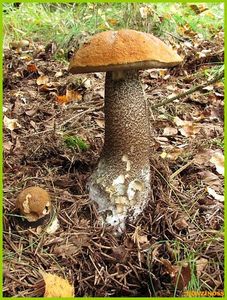 Klikni pro velký obrázek