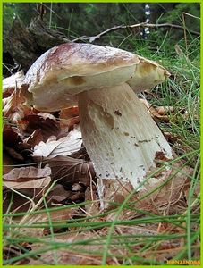 Klikni pro velký obrázek