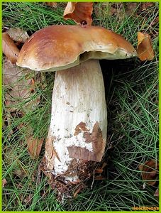 Klikni pro velký obrázek