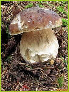 Hřib smrkový - Boletus edulis Bull. 1782