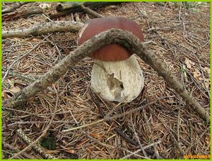 Klikni pro velký obrázek