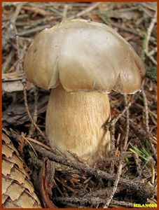 Klikni pro velký obrázek