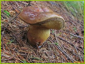 Klikni pro velký obrázek