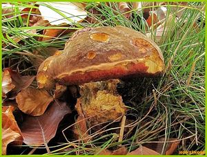 Klikni pro velký obrázek