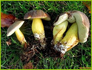 Klikni pro velký obrázek