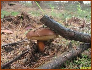 Klikni pro velký obrázek