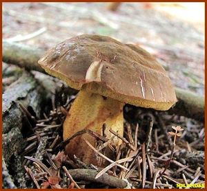 Klikni pro velký obrázek