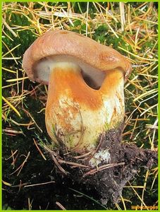 Klikni pro velký obrázek