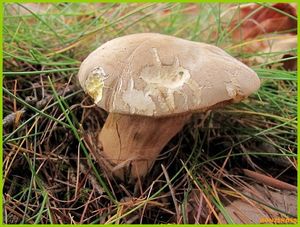 Klikni pro velký obrázek