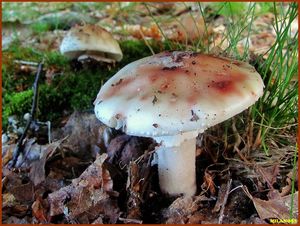 Klikni pro velký obrázek