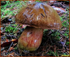 Klikni pro velký obrázek