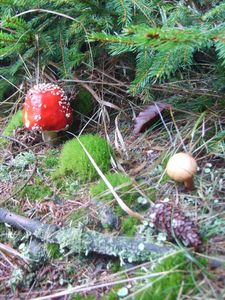 Klikni pro velký obrázek