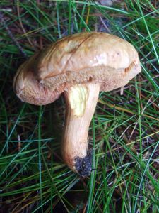 Klikni pro velký obrázek