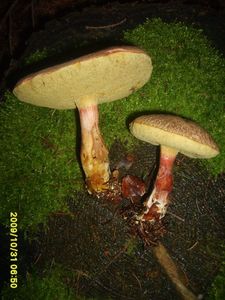 Klikni pro velký obrázek