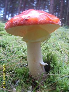 Klikni pro velký obrázek