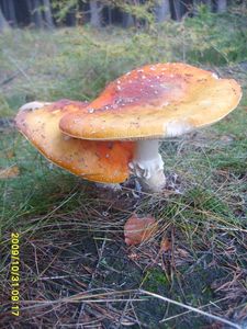 Klikni pro velký obrázek