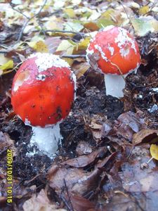 Klikni pro velký obrázek