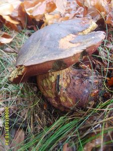 Klikni pro velký obrázek