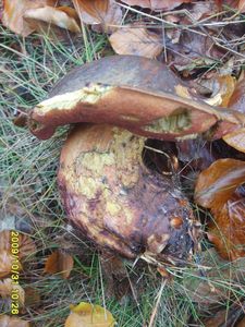 Klikni pro velký obrázek