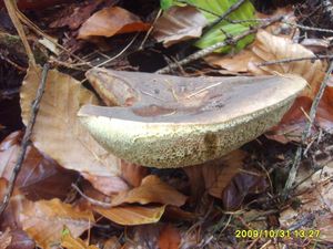 Klikni pro velký obrázek