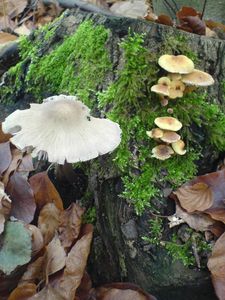 Klikni pro velký obrázek