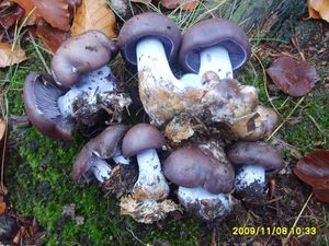 Klikni pro velký obrázek