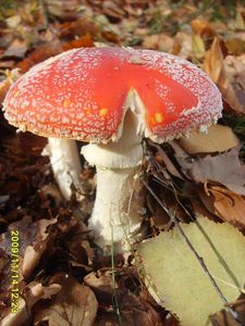 Klikni pro velký obrázek