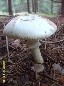 Klikni pro velký obrázek