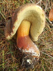 Klikni pro velký obrázek