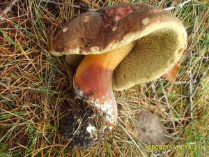 Klikni pro velký obrázek