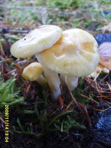 Klikni pro velký obrázek