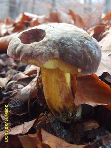 Klikni pro velký obrázek