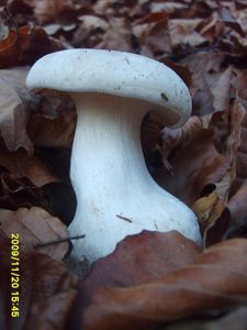 Klikni pro velký obrázek