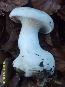 Klikni pro velký obrázek