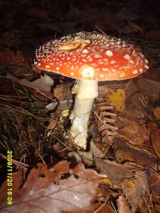 Klikni pro velký obrázek