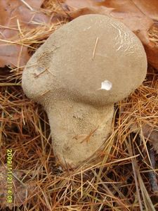 Klikni pro velký obrázek