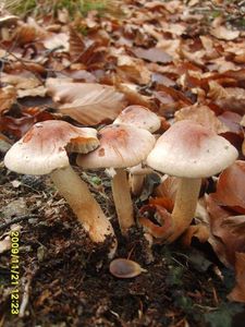 Klikni pro velký obrázek