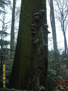 Klikni pro velký obrázek