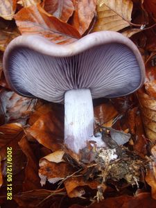 Klikni pro velký obrázek